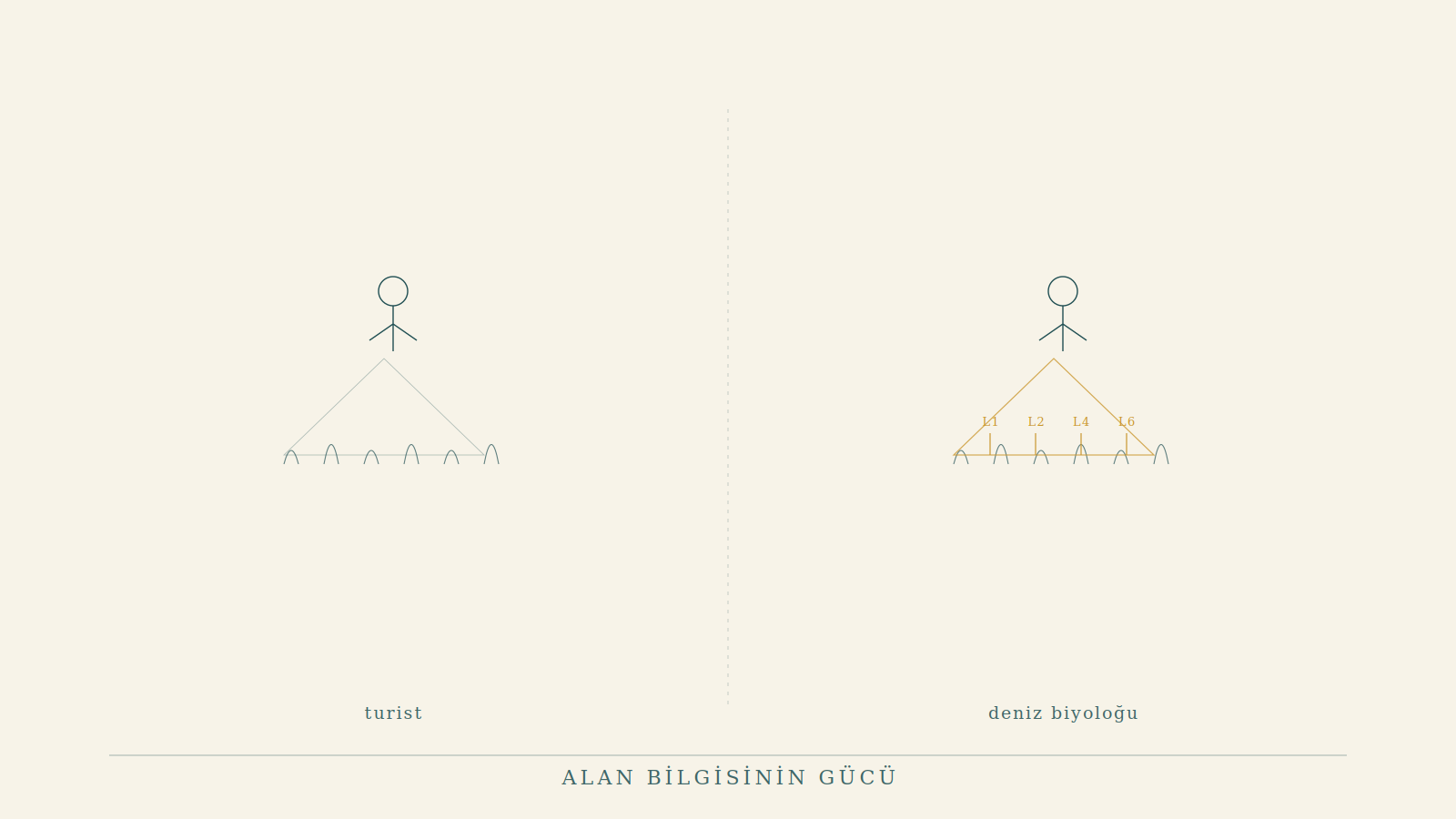 Deniz Biyoloğu Gibi Dalmak: Alan Bilgisinin Gücü